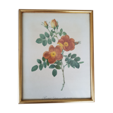 vintage botanical illustration roses eglantier