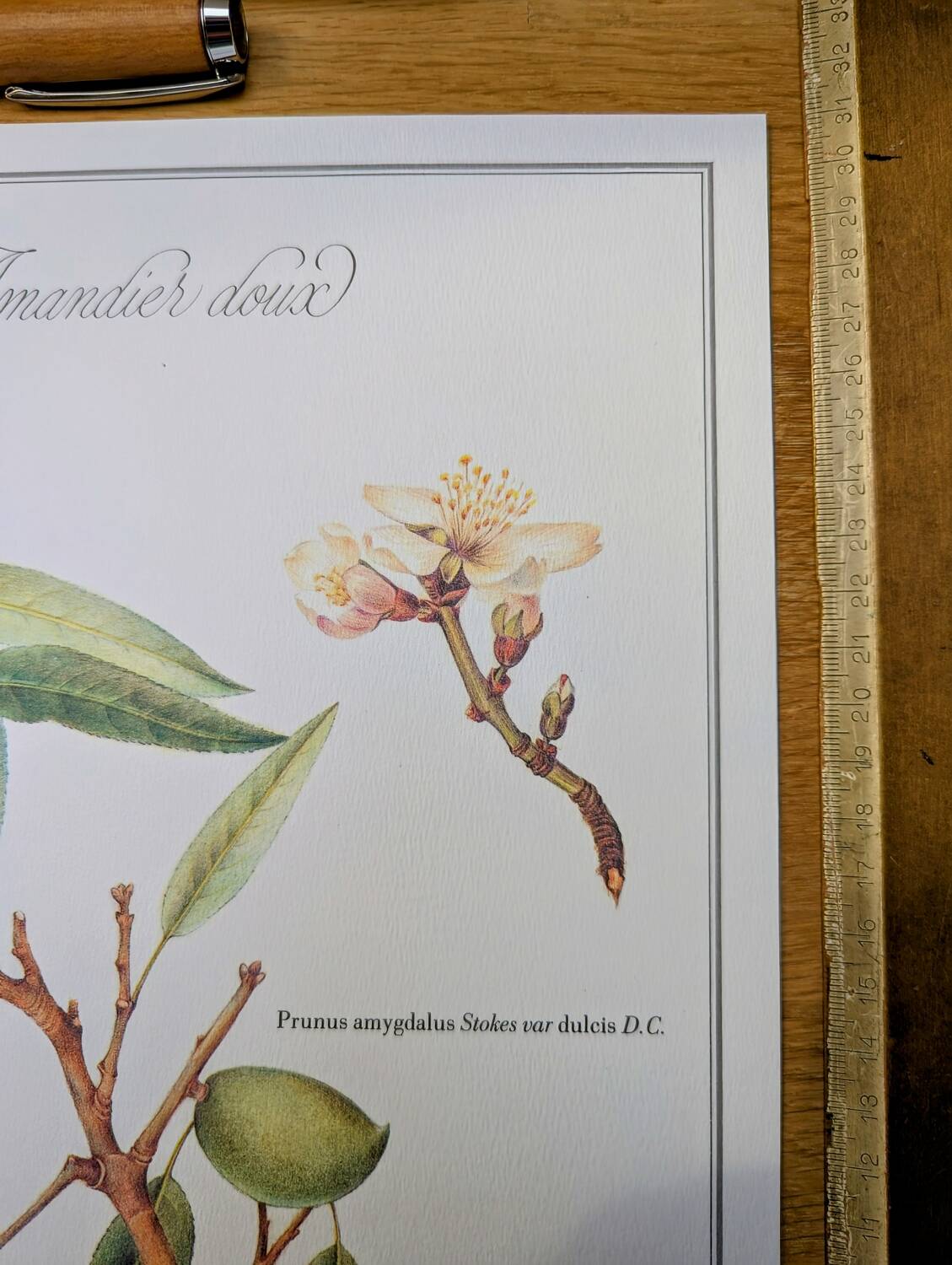 Printed in 1986, botanical plate of the Almond tree