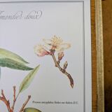 Printed in 1986, botanical plate of the Almond tree