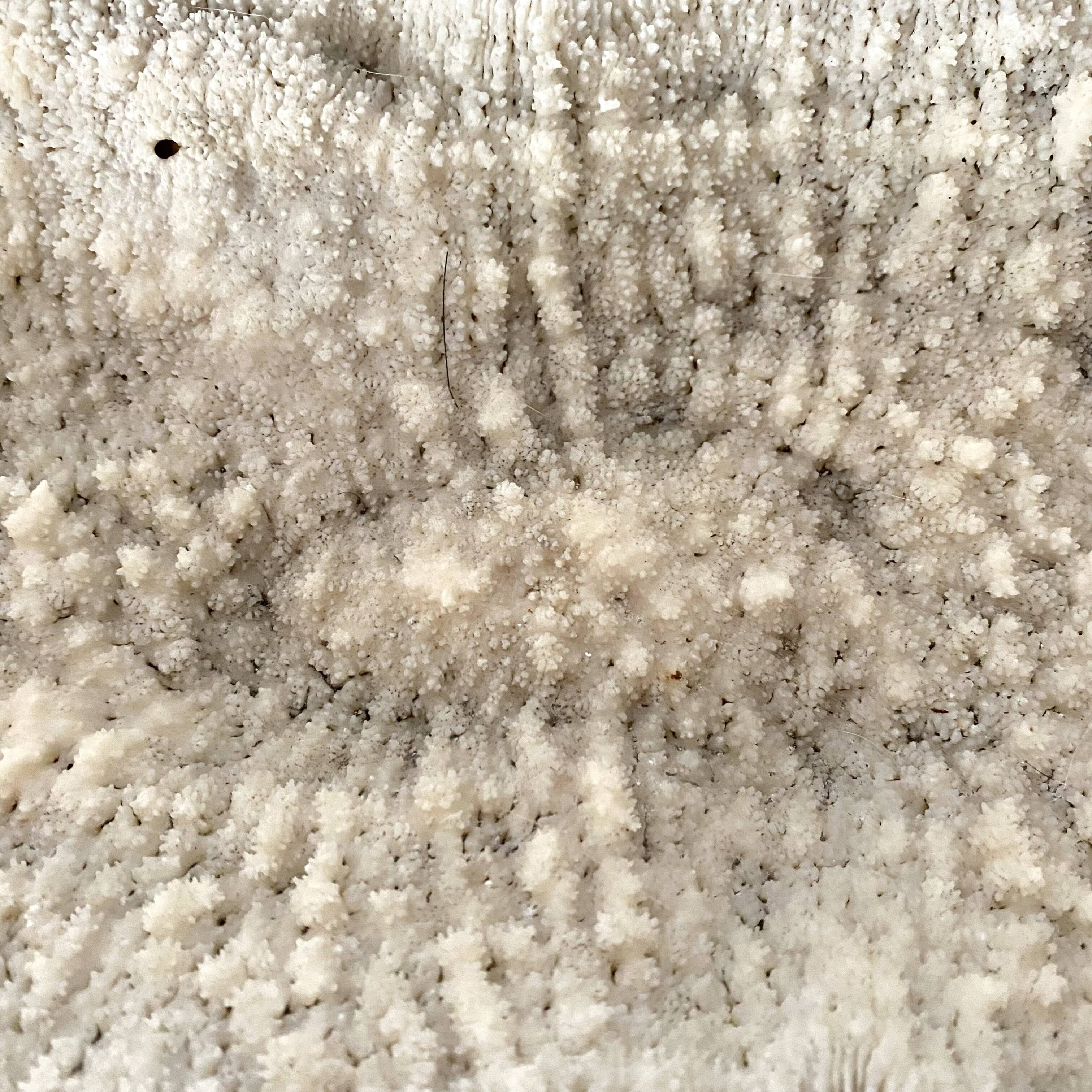 Large "shark cushion" coral 39cm