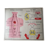 Poster school Nightingale skin no.18 No.17 system friendly
