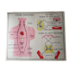 Poster school Nightingale skin no.18 No.17 system friendly