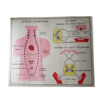 Poster school Nightingale skin no.18 No.17 system friendly