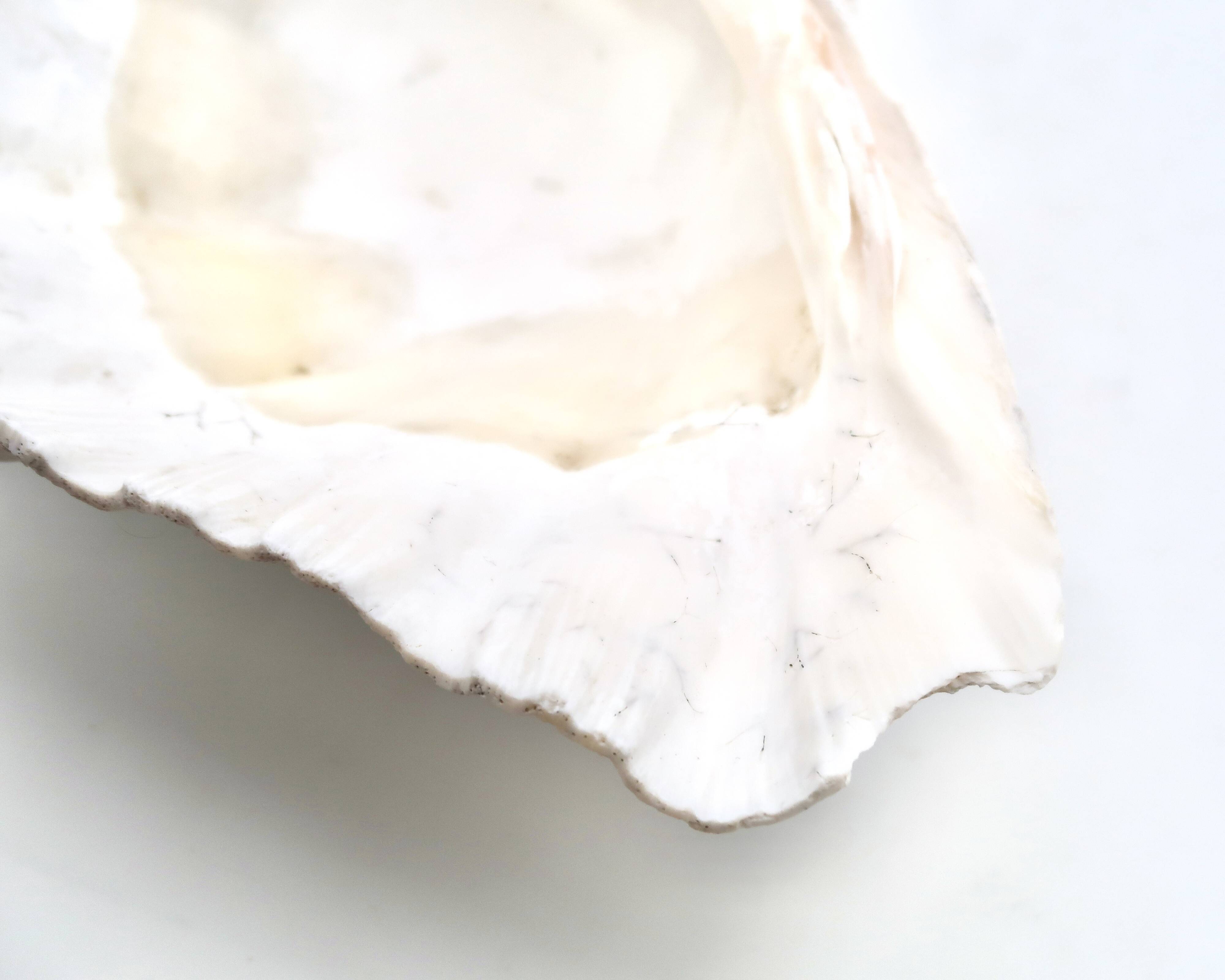 Natural white shell dish, 1970s.