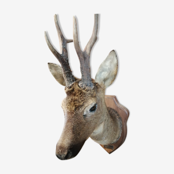 Deer Head Hunting Trophy