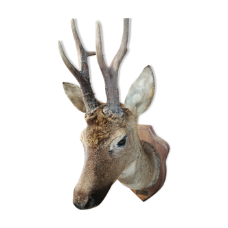 Deer Head Hunting Trophy