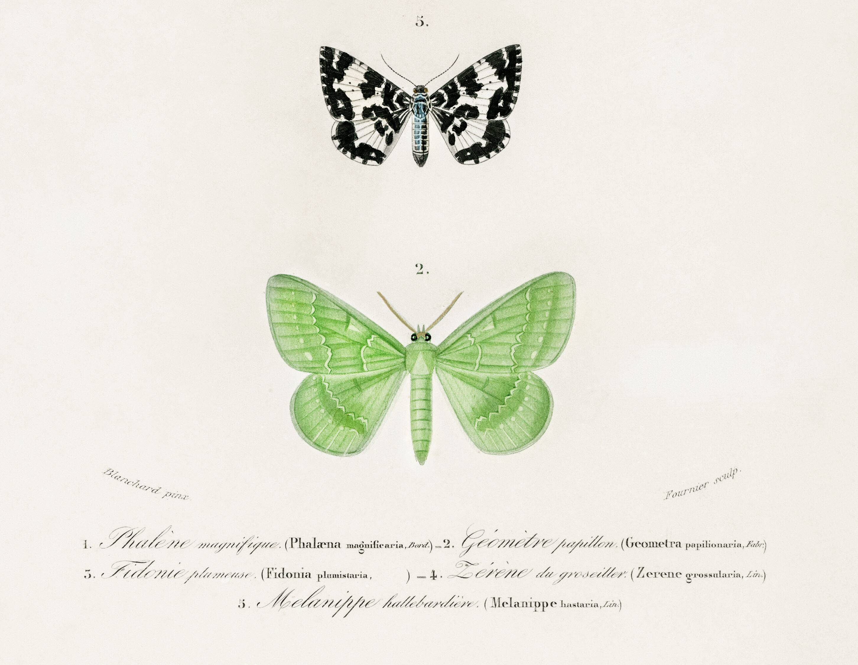 Poster about nocturnal butterflies, based on an old engraving from 1849.