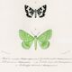 Poster about nocturnal butterflies, based on an old engraving from 1849.