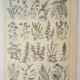 Old engraving 1922, Honey plants, flowers, foraging • Lithograph, Original plate