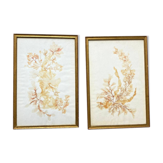 2 old herbariums - gilded frames
