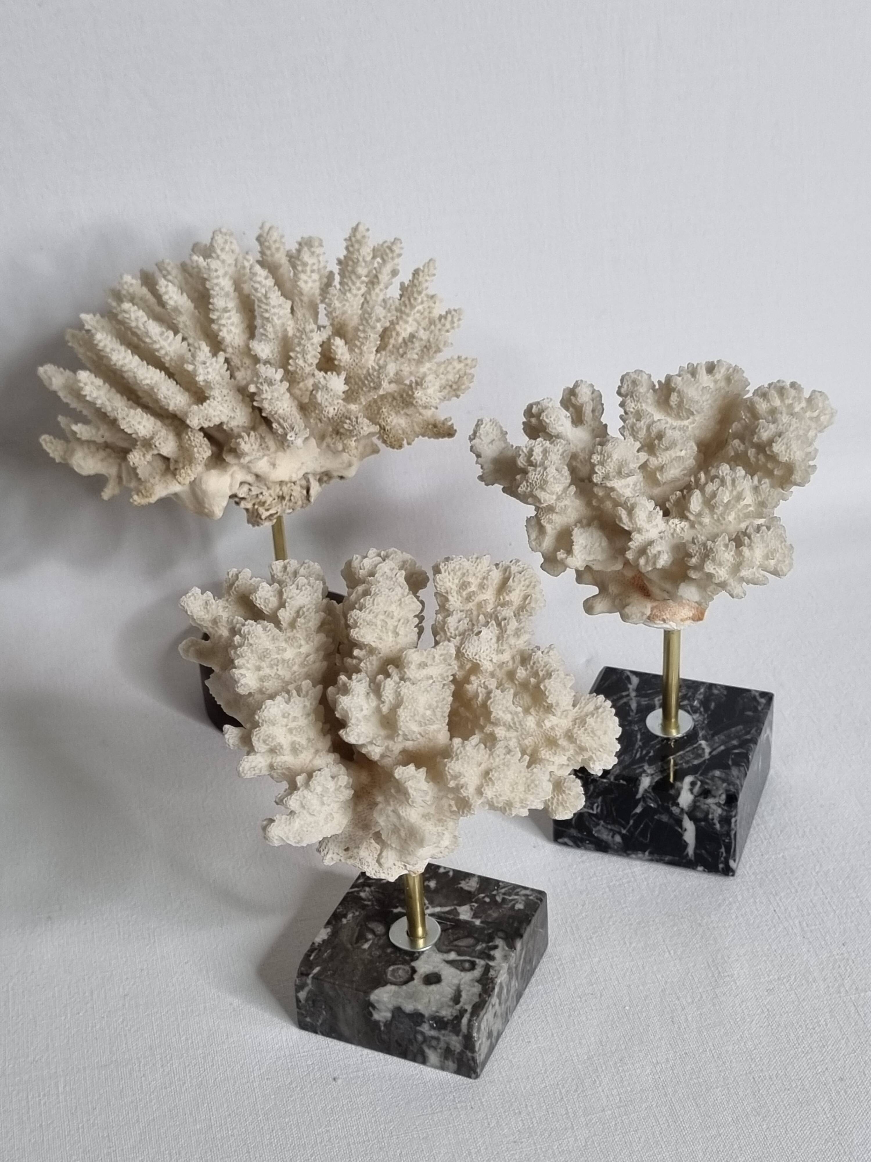 Set of three old white corals on base, 16 cm