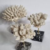 Set of three old white corals on base, 16 cm