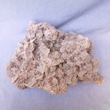 Rose des sables du désert du Sahara