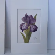 Duo d’aquarelles de Cecil Romey