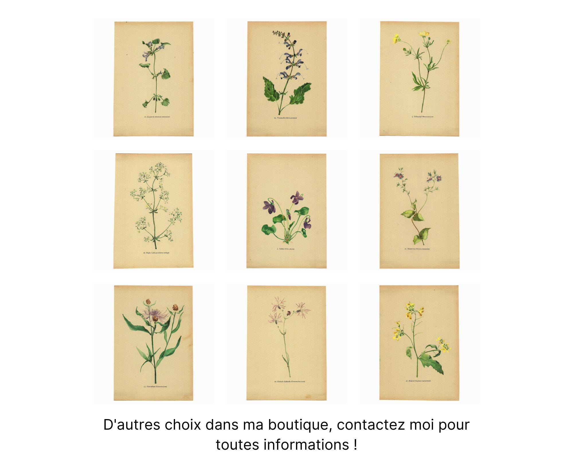 Illustration 1948 - Meadow Chervil by H. Strache - natural floral