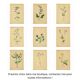 Illustration 1948 - Meadow Chervil by H. Strache - natural floral