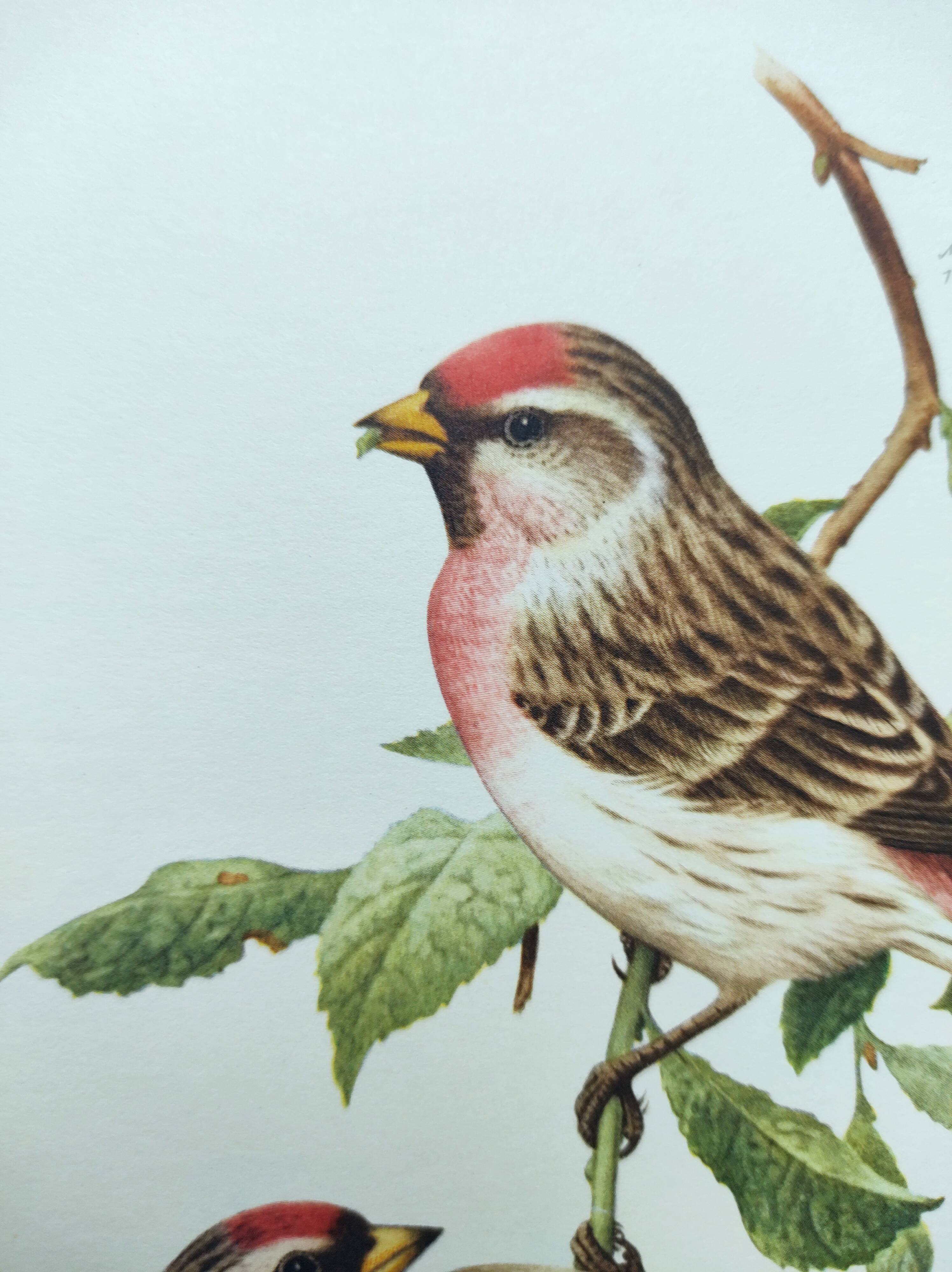 Old vintage bird board from the 60s Sizerin Boréal Ornithological illustration