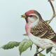 Old vintage bird board from the 60s Sizerin Boréal Ornithological illustration
