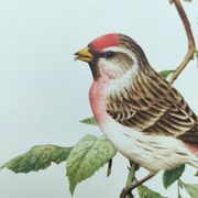 Planche oiseaux ancienne vintage des années 60 Sizerin Boréal Illustration ornithologique