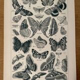 Lithograph on butterflies - 1920