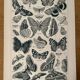 Lithograph on butterflies - 1920