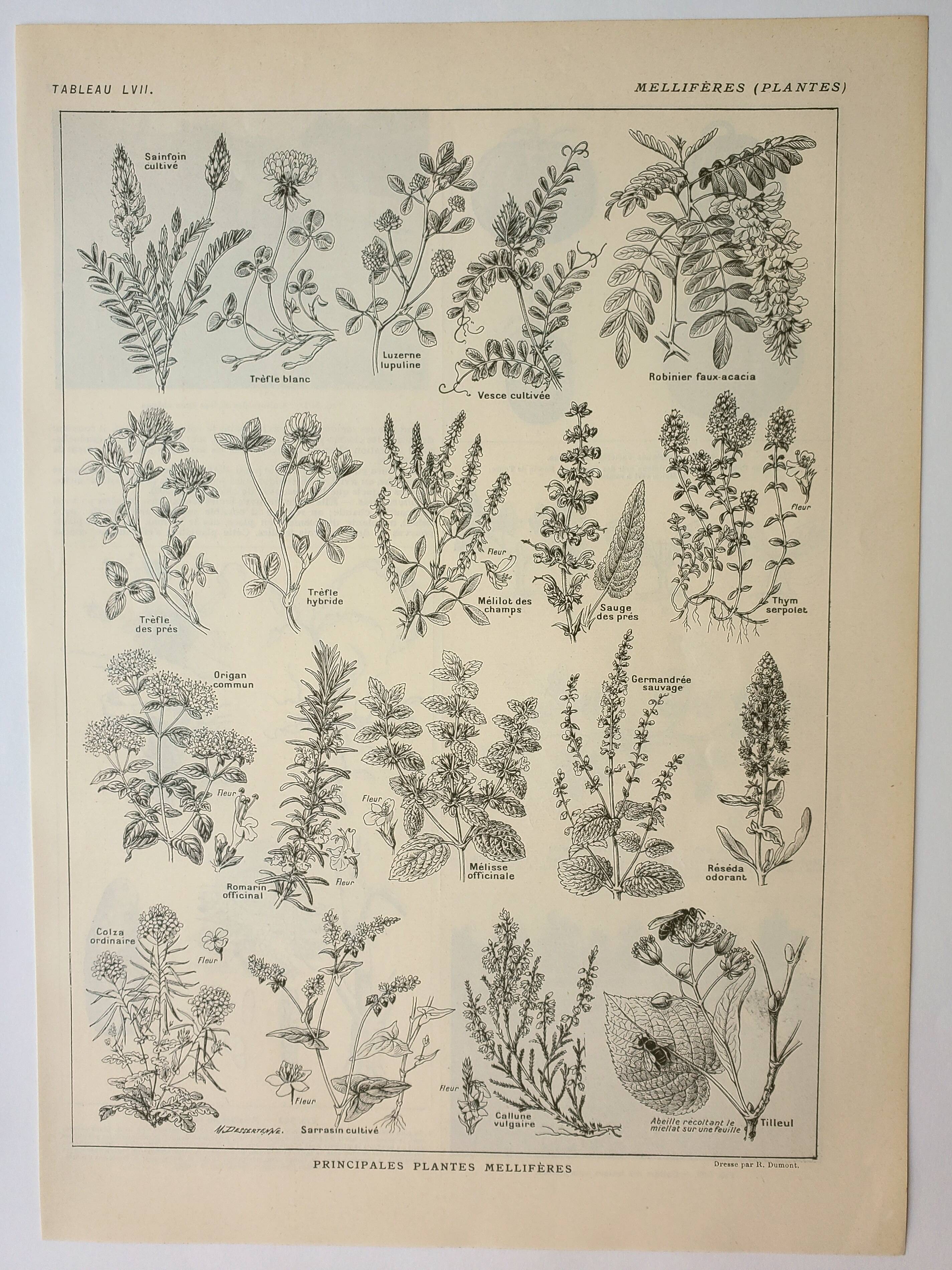 Old engraving 1922, Honey plants, flowers, foraging • Lithograph, original illustration