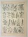 Old engraving 1922, Honey plants, flowers, foraging • Lithograph, original illustration