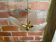 Antique Murano glass shell pendant light + gold-plated metal, wine