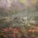 Oil on canvas undergrowth landscape by Charrrier early 20th century