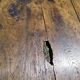 Large rustic farmhouse table bobbin legs