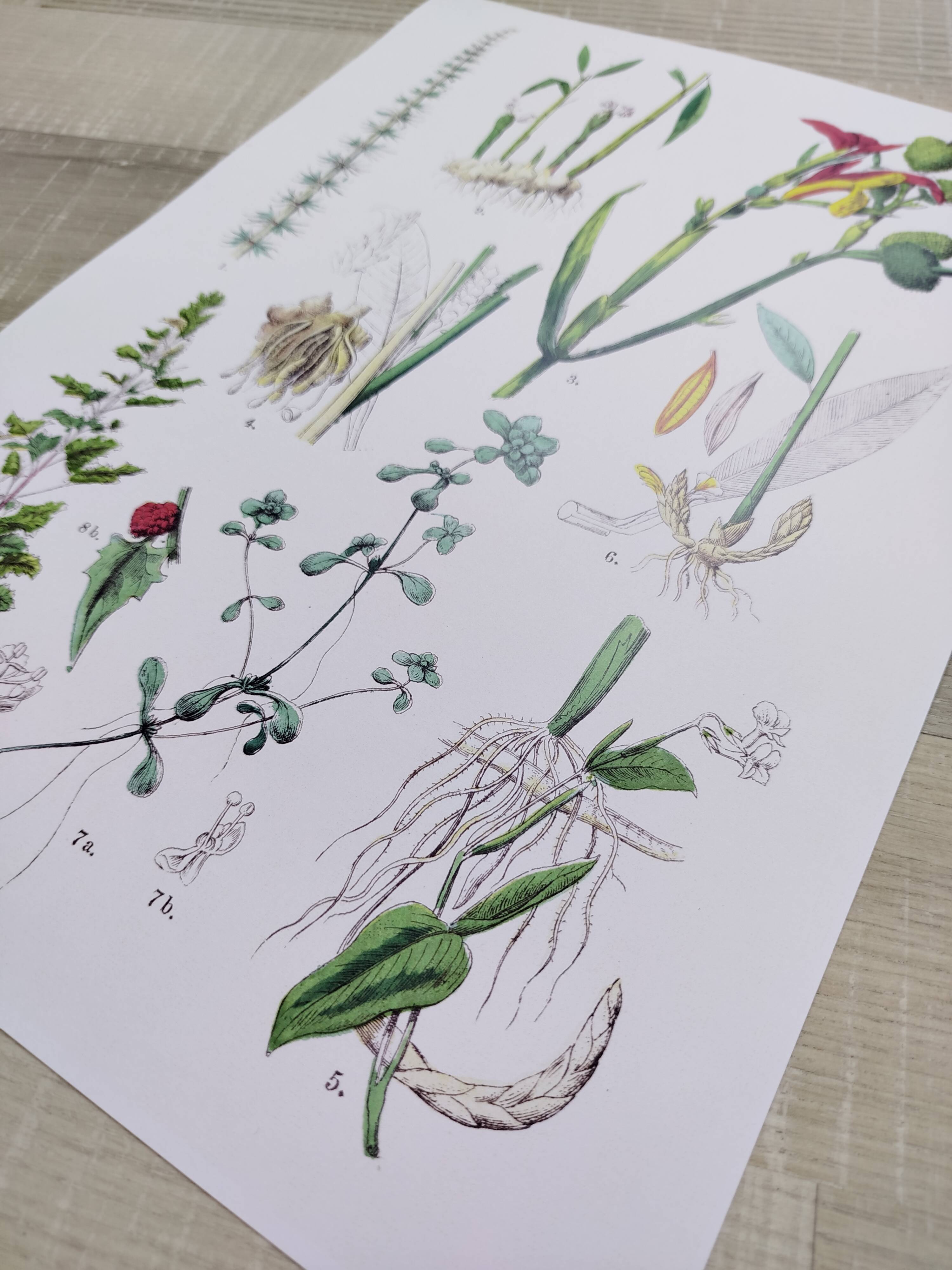 Poster on plants, based on an engraving from 1881 "ginger"