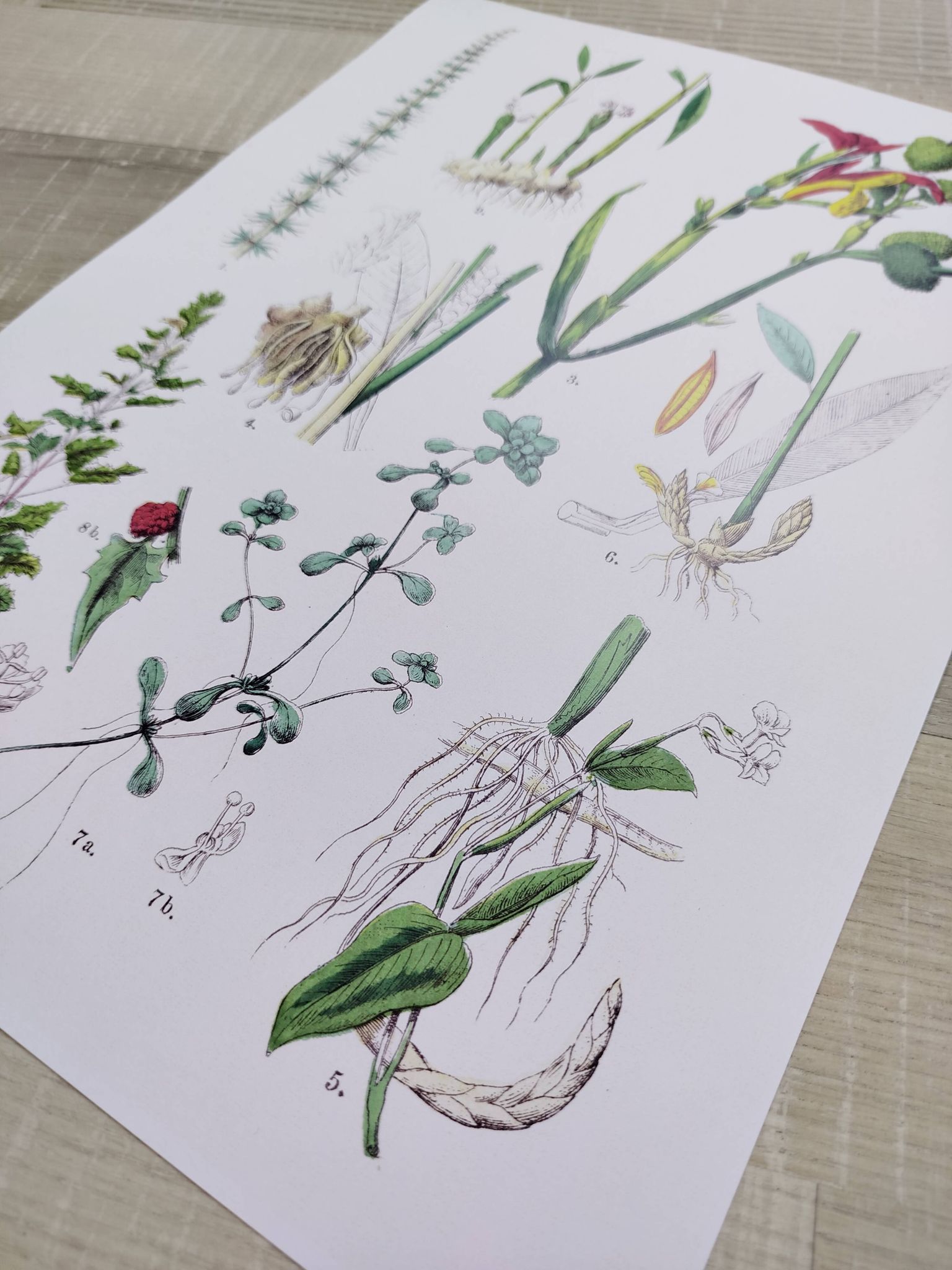 Poster on plants, based on an engraving from 1881 "ginger"