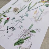 Poster on plants, based on an engraving from 1881 "ginger"