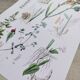 Affiche sur les plantes, d'après une gravure de 1881 "gingembre"