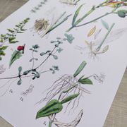 Poster on plants, based on an engraving from 1881 "ginger"