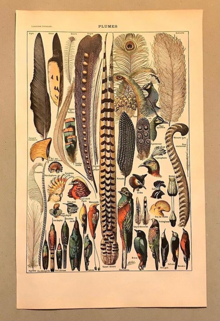 Original vintage board on feathers