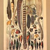 Planche vintage originale sur les plumes