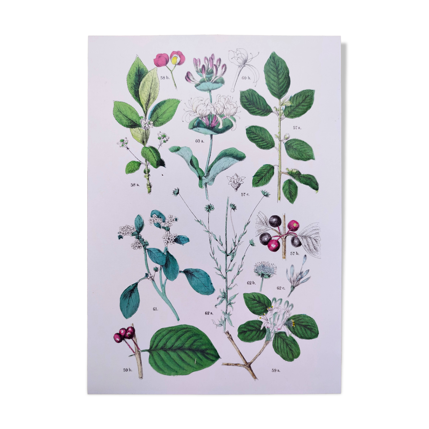 Plant poster based on an 1881 engraving "water chestnut"