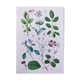 Plant poster based on an 1881 engraving "water chestnut"