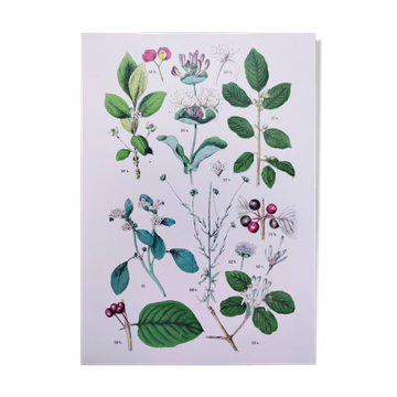 Affiche sur les plantes d'après une gravure de 1881 "châtaigne d'eau"