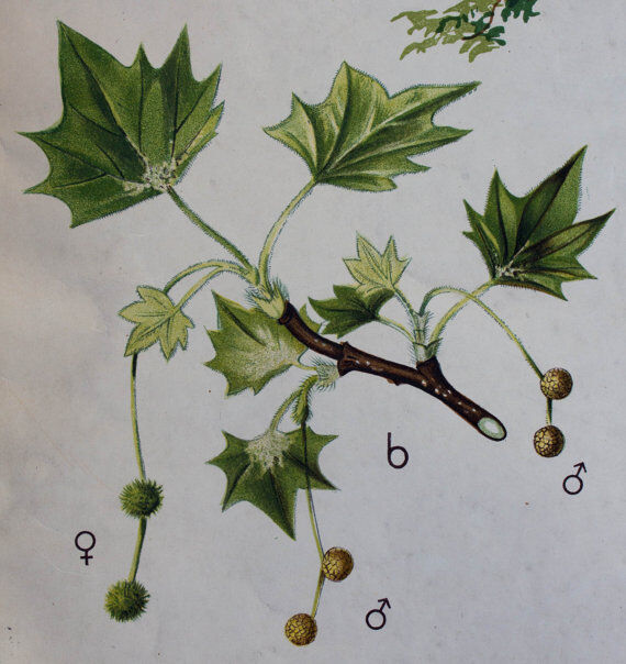 Displays Abele tree by Joh. Senator Kautsky and g. c. Beck for a. Pichlers widow & Sohn 1886