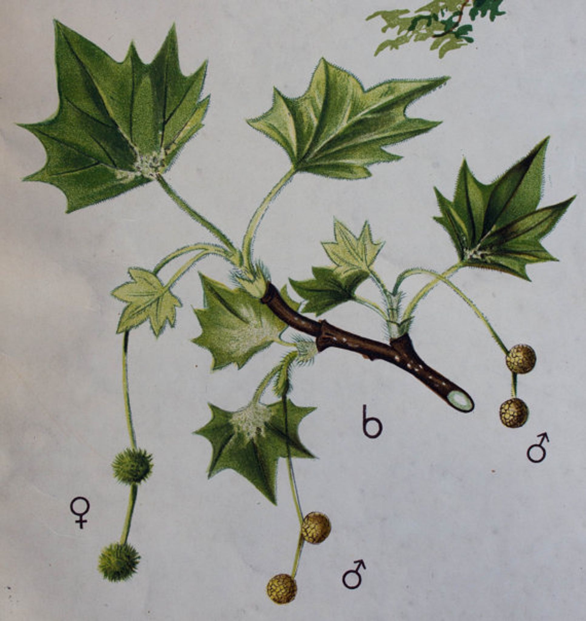 Displays Abele tree by Joh. Senator Kautsky and g. c. Beck for a. Pichlers widow & Sohn 1886