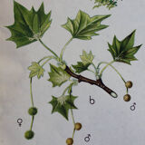Displays Abele tree by Joh. Senator Kautsky and g. c. Beck for a. Pichlers widow & Sohn 1886