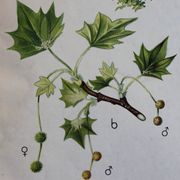 Displays Abele tree by Joh. Senator Kautsky and g. c. Beck for a. Pichlers widow & Sohn 1886