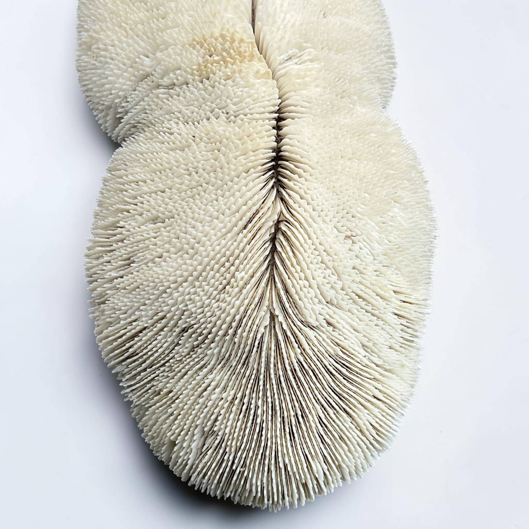 Grand corail blanc ancien à lamelles  coussin de requin 31 cm