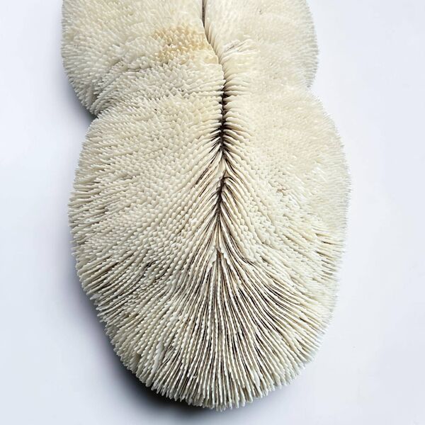 Grand corail blanc ancien à lamelles  coussin de requin 31 cm