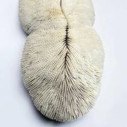 Large ancient white coral with lamellae, shark cushion 31 cm