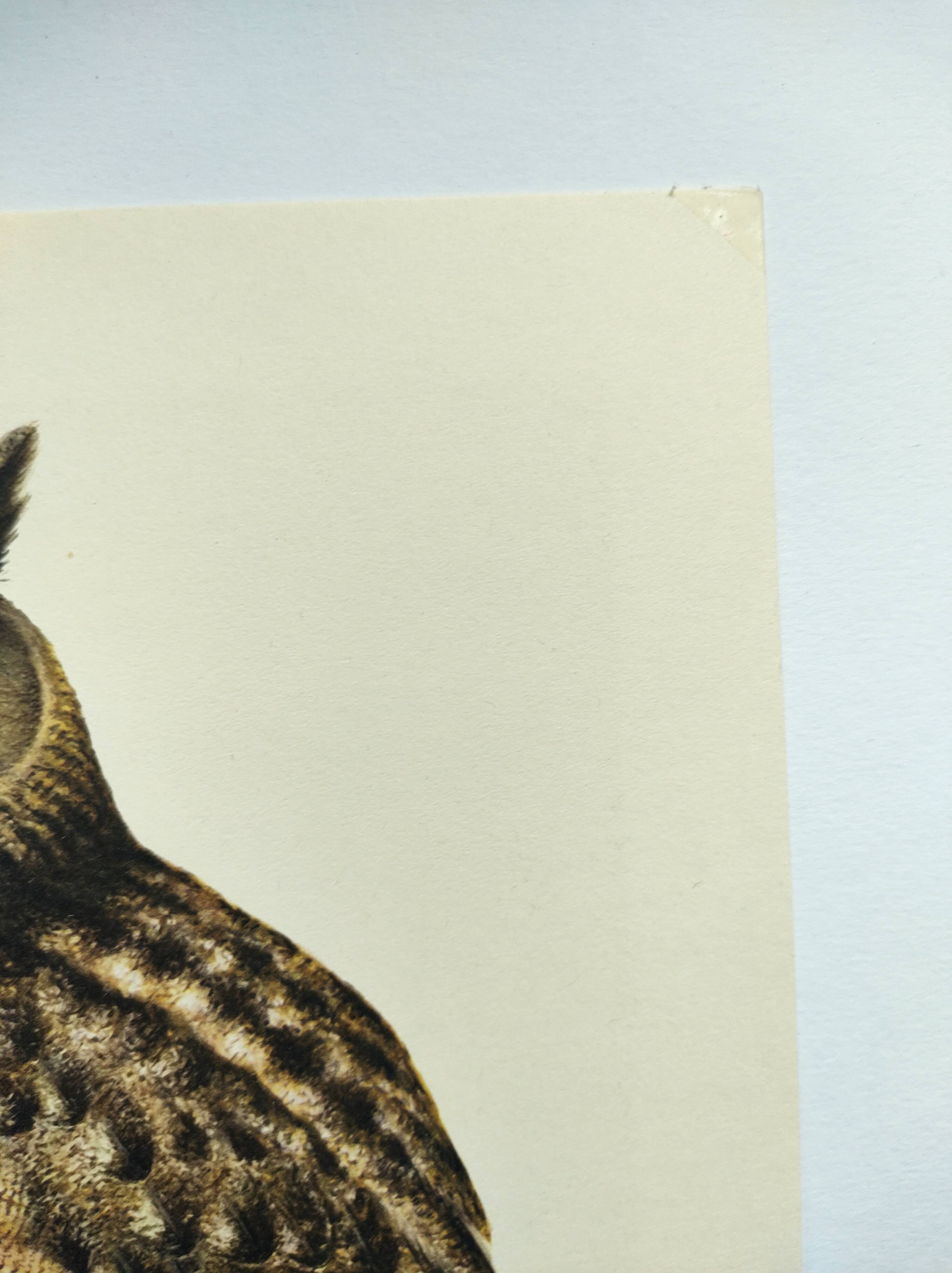 Old bird board 1960s - Eagle Owl - Natural history illustration