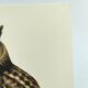 Old bird board 1960s - Eagle Owl - Natural history illustration