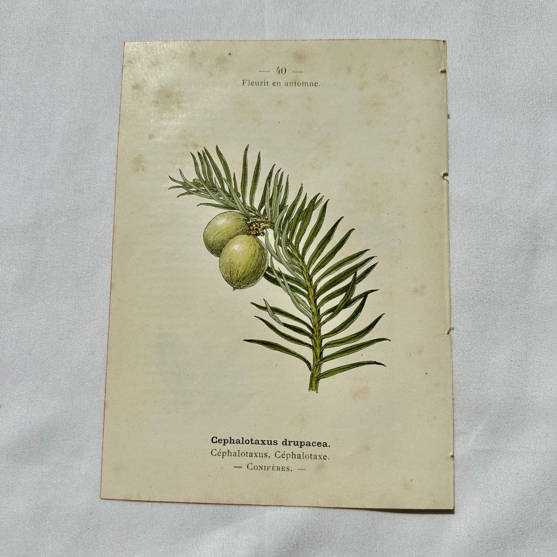 Antique botanical engraving from the 19th century, double-sided, hand-coloured, France.